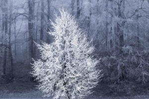 Fotokreis SNE Gerhard Scholz Winterwald